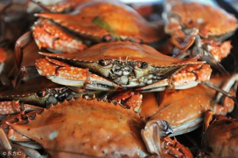 大连赤甲红螃蟹
